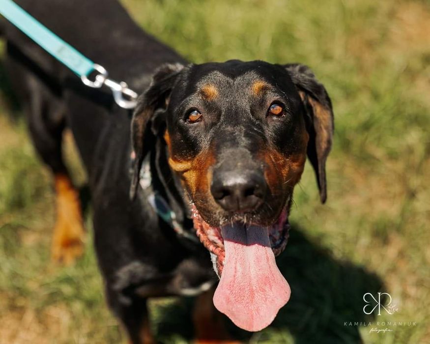 Piorun Gończy polski do adopcji!