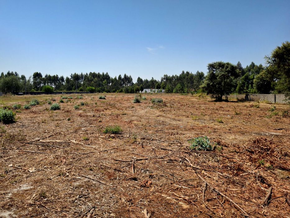 Terreno Espaçoso em Mira