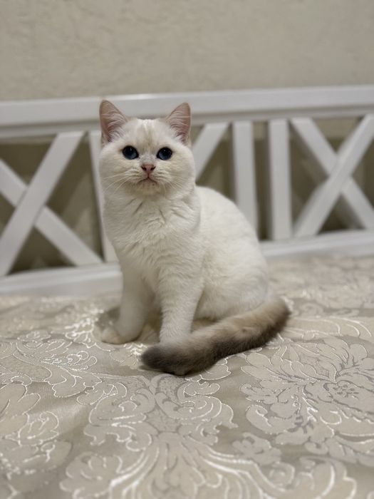 Золотий поінт хлопчик