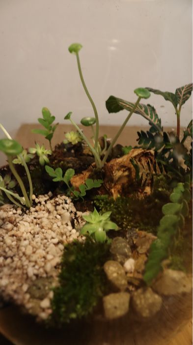 Vaso Micro GreenHouse