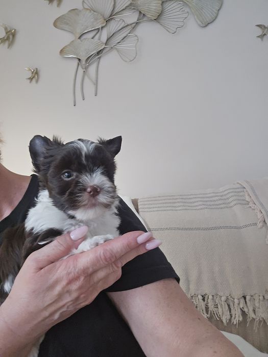 Chłopczyk  Biro Yorkshire Terrier