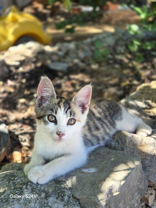 Gatinhos para dar