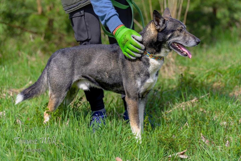 Wspaniale będzie bronił mieszkania i podwórka przed niechcianymi gośćmi. Kajtek do adopcji