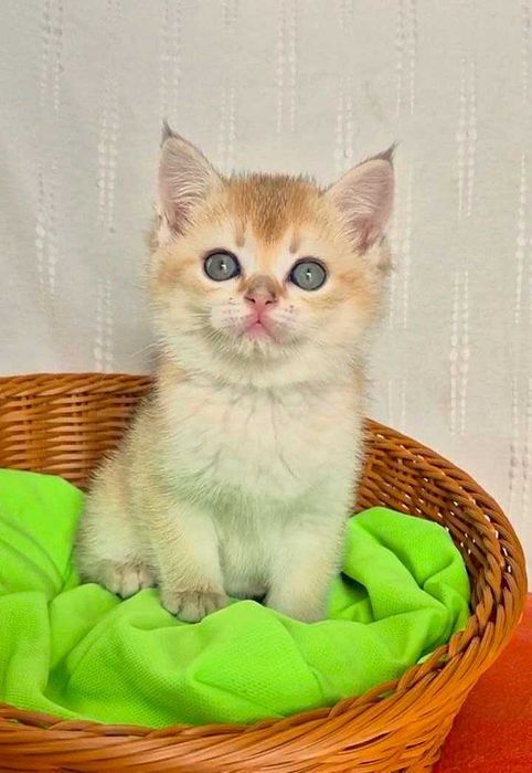 Шотландские котята (ЗОЛОТАЯ ШИНШИЛЛА)