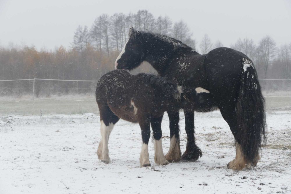 Ogierek Gypsy Cob 2025 r. -  gen perły, pełne badania, paszport ICS
