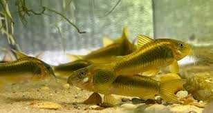 Corydoras peru gold stripe CW010 Kirys gold laser CW010