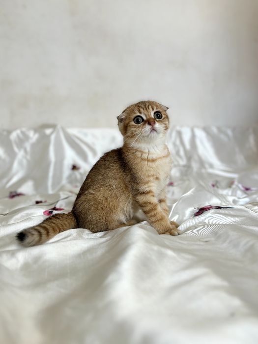 Котик Золота шиншила