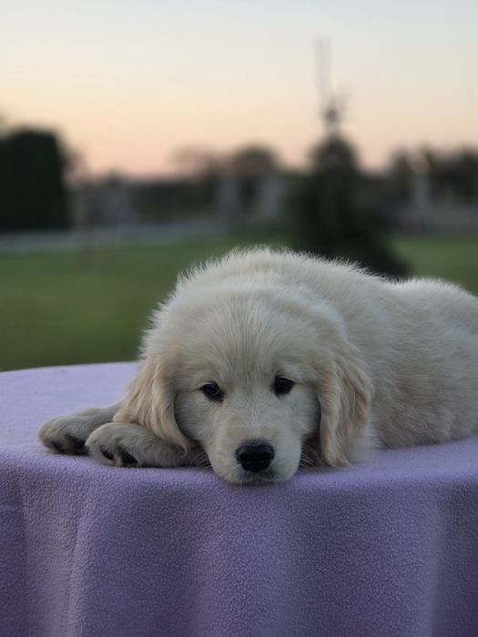 Golden Retriever szczeniak