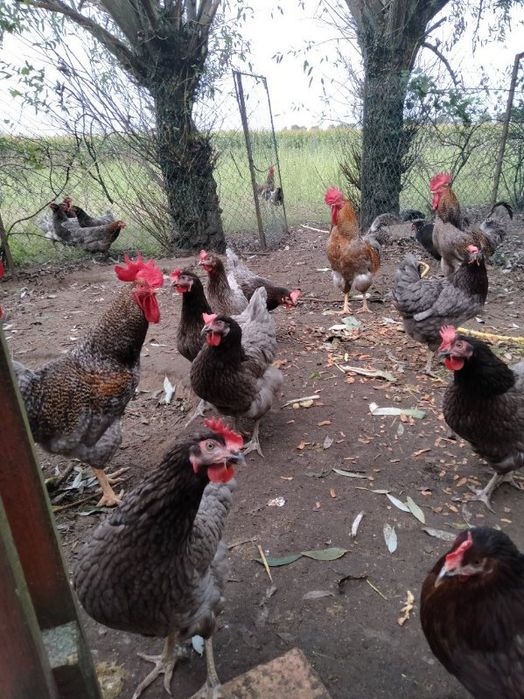 Jajka lęgowe Dominant