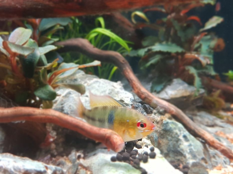 Aquario stridways de 45cm 34L com layout