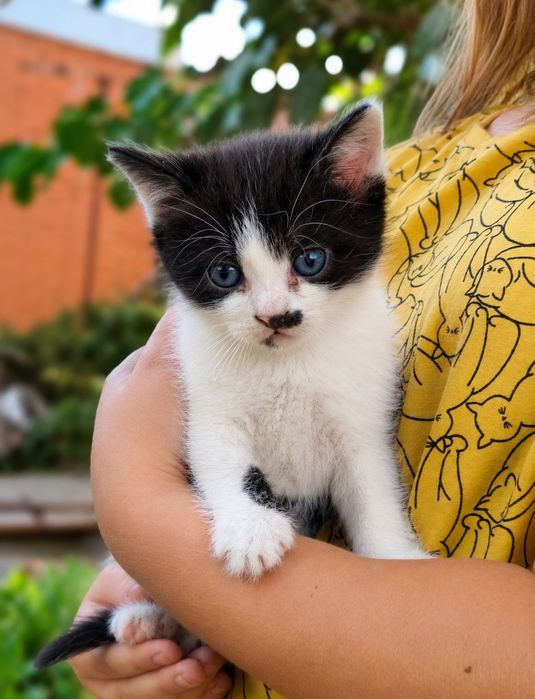 милий котик шукає сім'ю