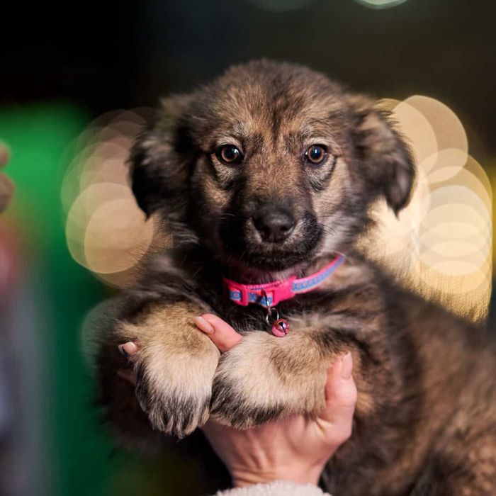 Гарні дівчатка шукають родину!