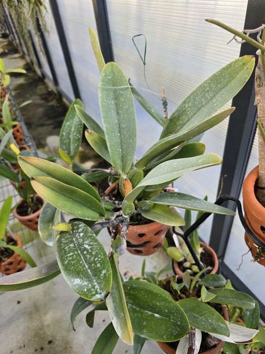 Orquídeas (cattleyas e vandas)