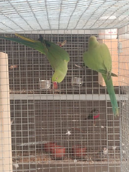 Casal ring necks 2025