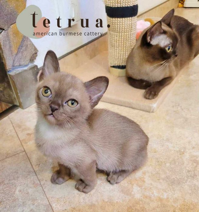 Выразительные глаза, особенность американской бурмы!