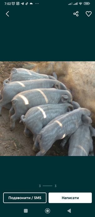 Поросята угорської мангалиці