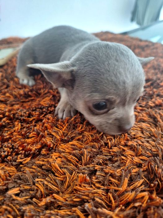 Chihuahua pêlo curto