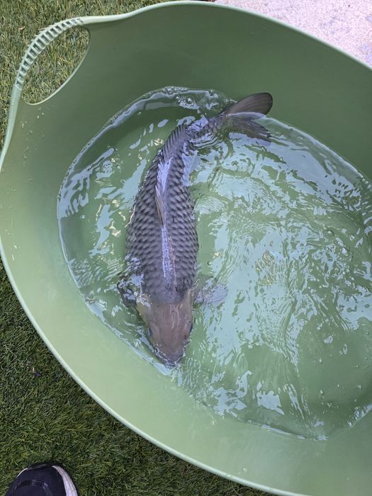 Carpa koi japonesa