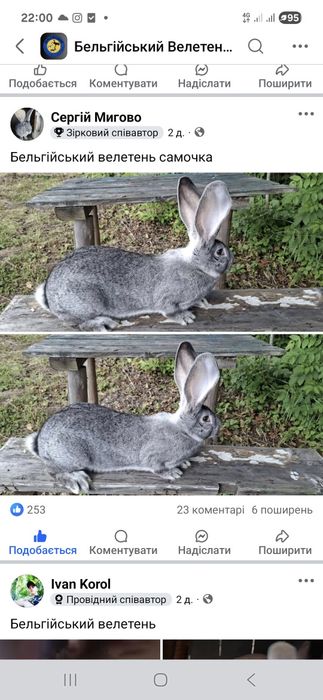 Самки та самці кролики Б.В