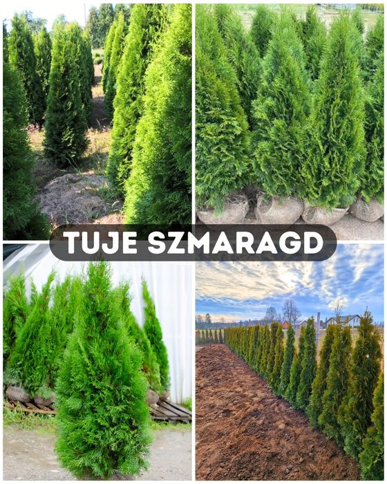 Tuje szmaragd, branat, transport nasadzenia