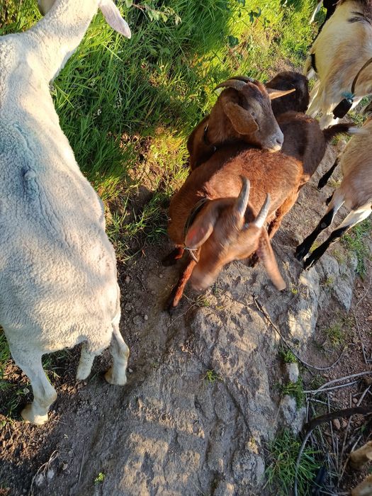 Troco por duas ovelhas estás  duas cabras