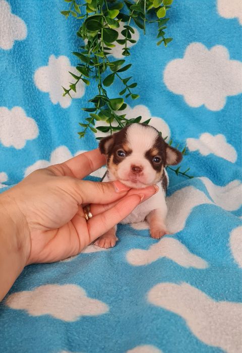 Estupenda mini menina Chihuahua/Chiuaua de Qualidade, Linhagem Russa