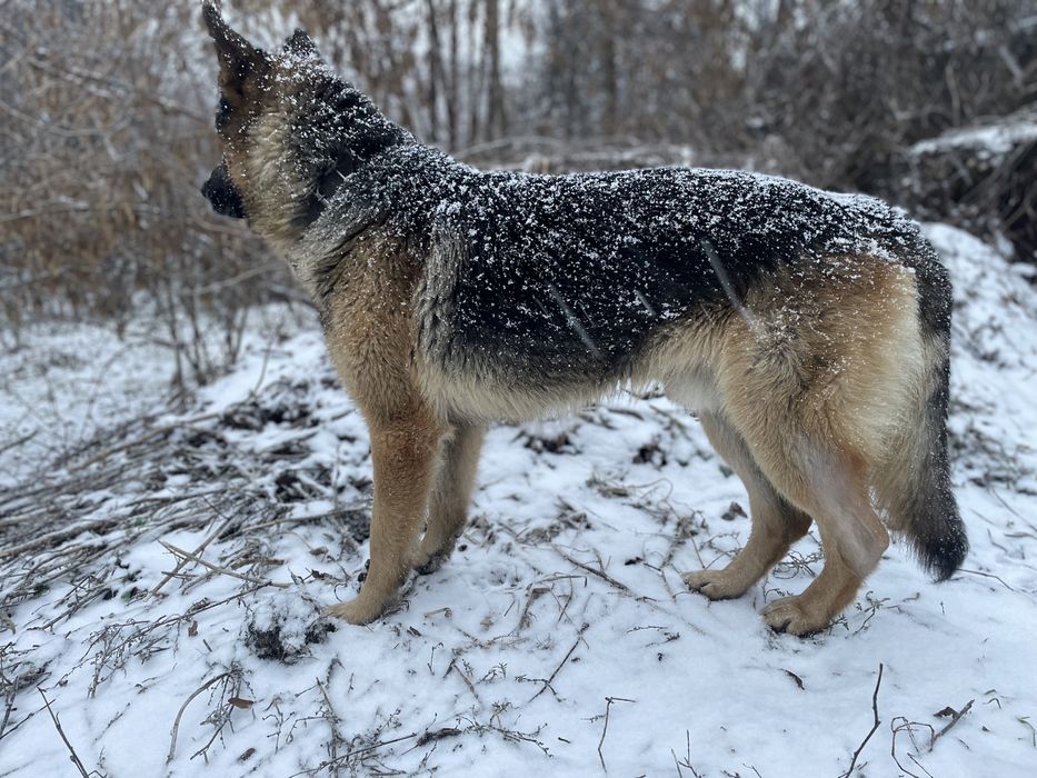 Німецький вівчар в люблячу родину