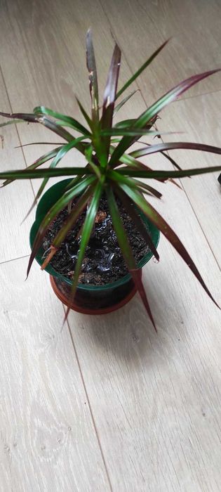 Драцена Самовивіз центр