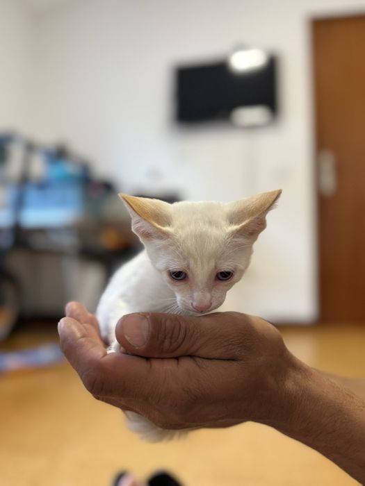 4 gatinhos para adoção responsavel