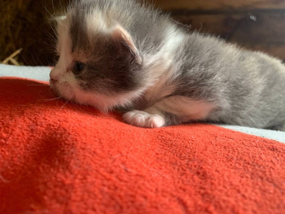 Отдам даром!!Срочно