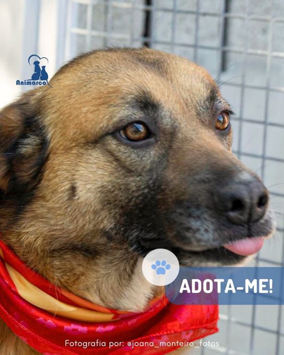 Maggie - cadela porte medio grande para adoção