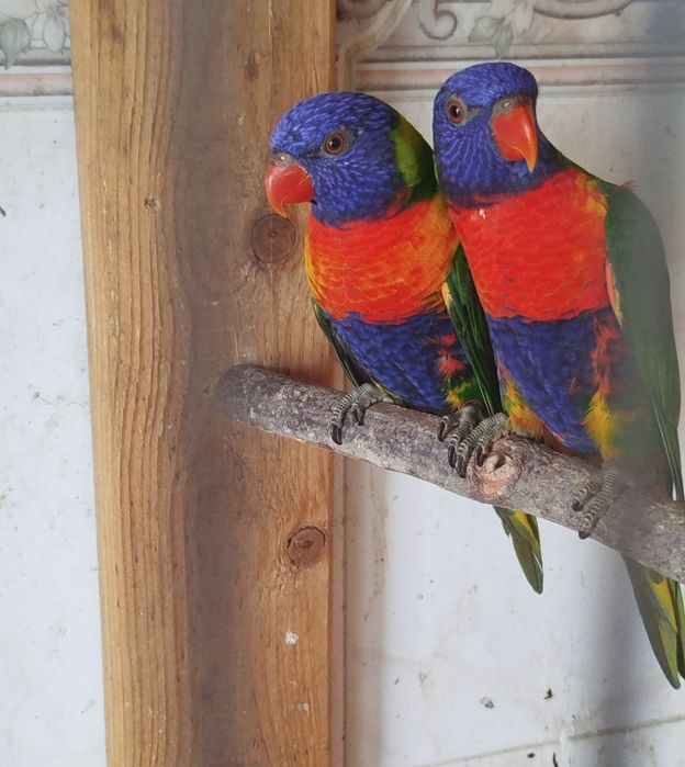 Lori haematodus fêmea para troca