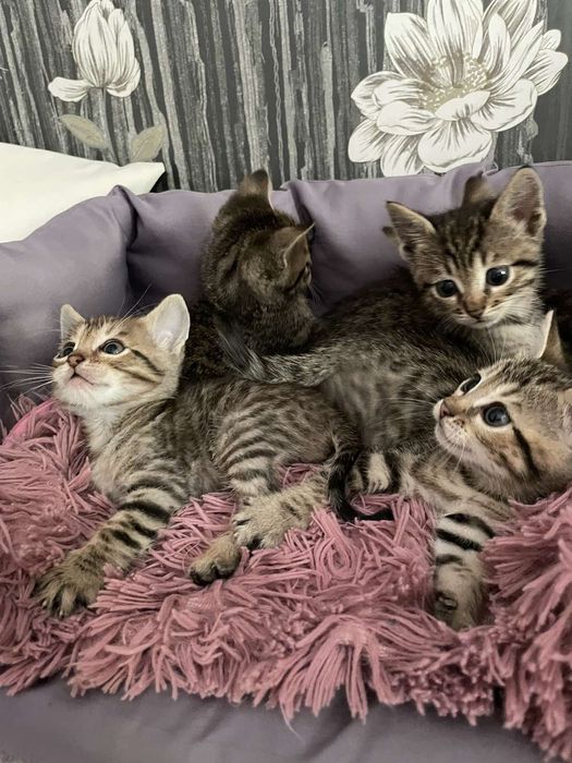 Бенгальські кошенята