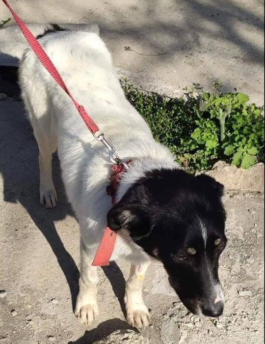 Отдам даром в добрые руки собачку