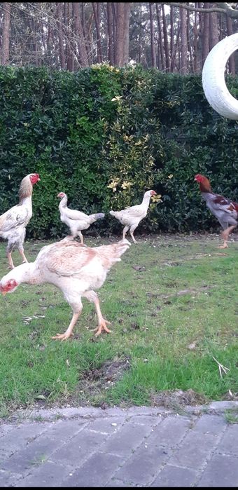 Ovos galados de galinha de raça