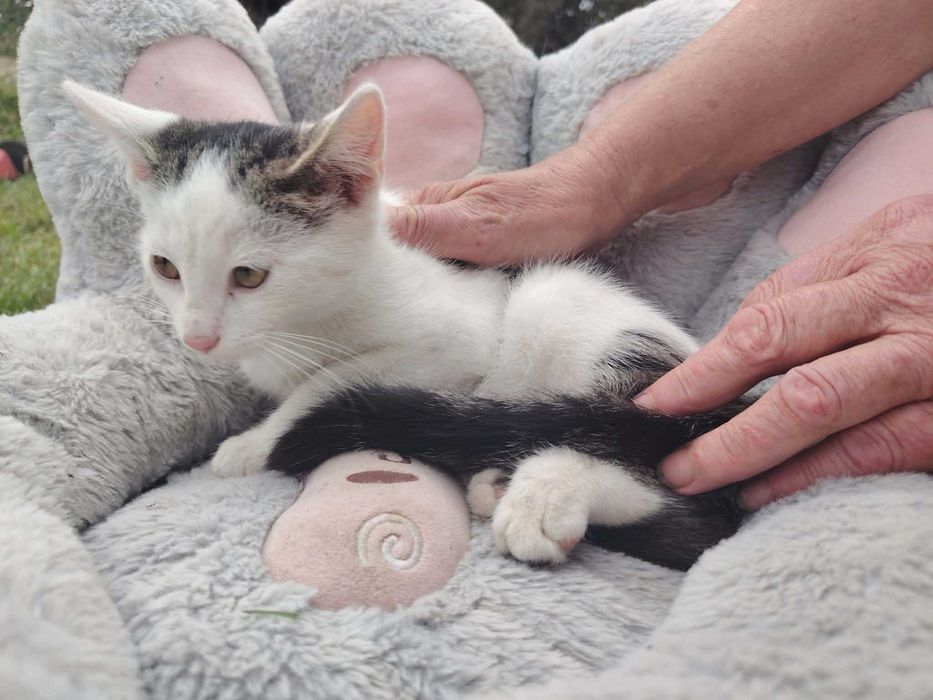 Zwierzęta koty do adopcji