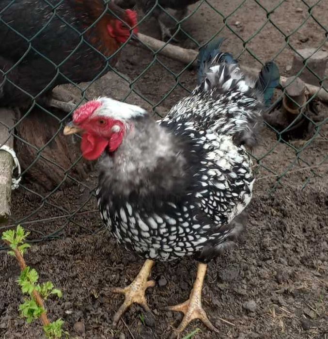 Продам півників породи Віандот Срібло.