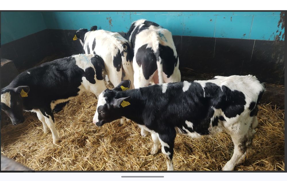 Byczki zerlaki 5 sztuk