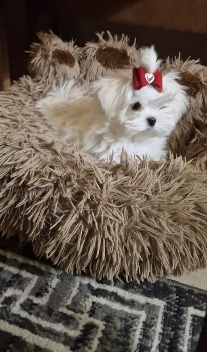 Maltańczyk przepiękne,lalkowe,urodziwe.maltanczyk czystej krwi