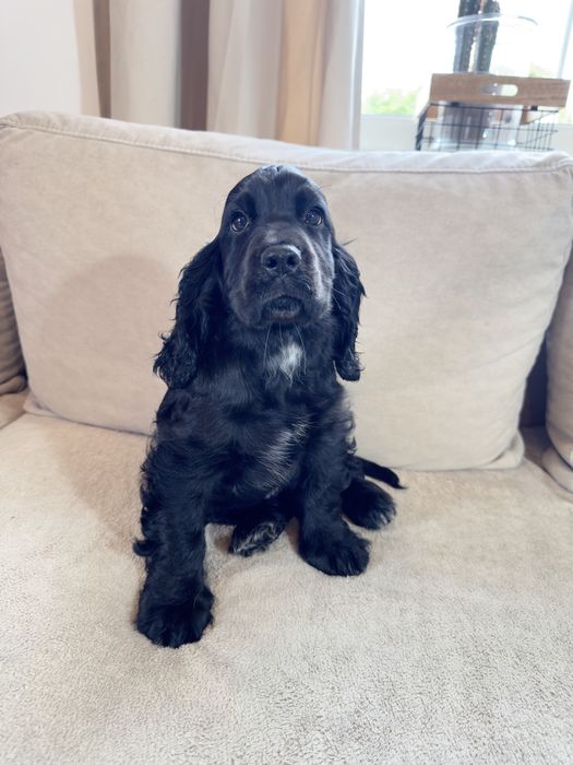 Rezerwacja - RUBY - suczka Cocker Spaniel Angielski