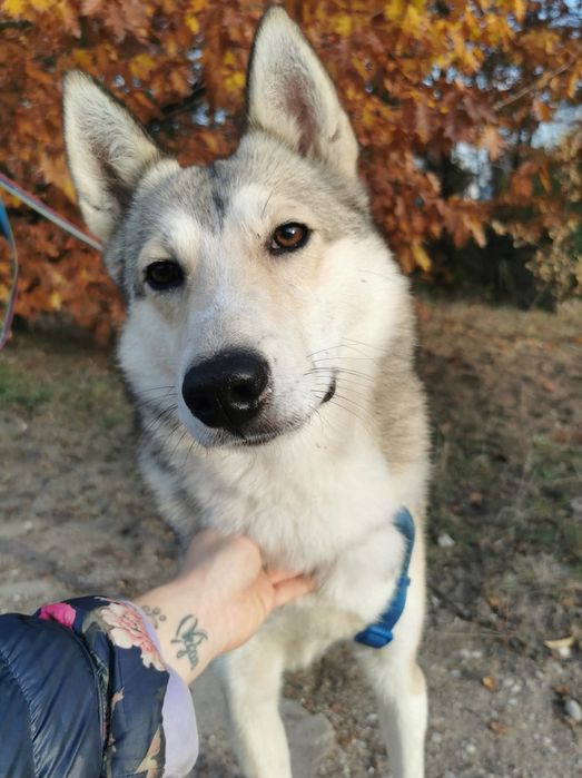 AXEL młody aktywny piękny pies