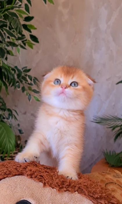 Красатуля наш станет вашим