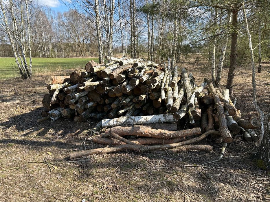 Drewno na opał- brzoza