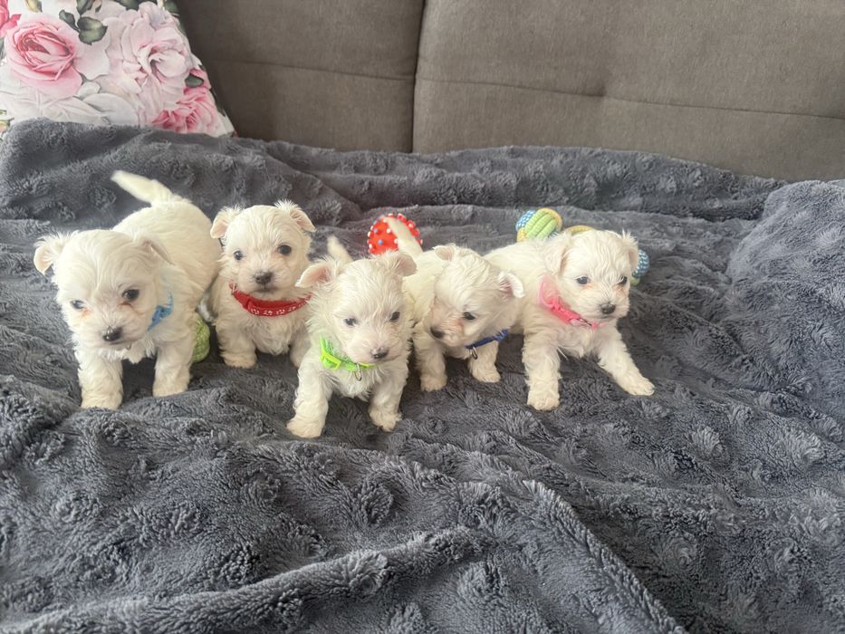 Śliczne maltanczyki zapraszamy do rezerwacji