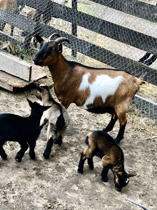 Карликрвая коза Голландский гном мини козлята