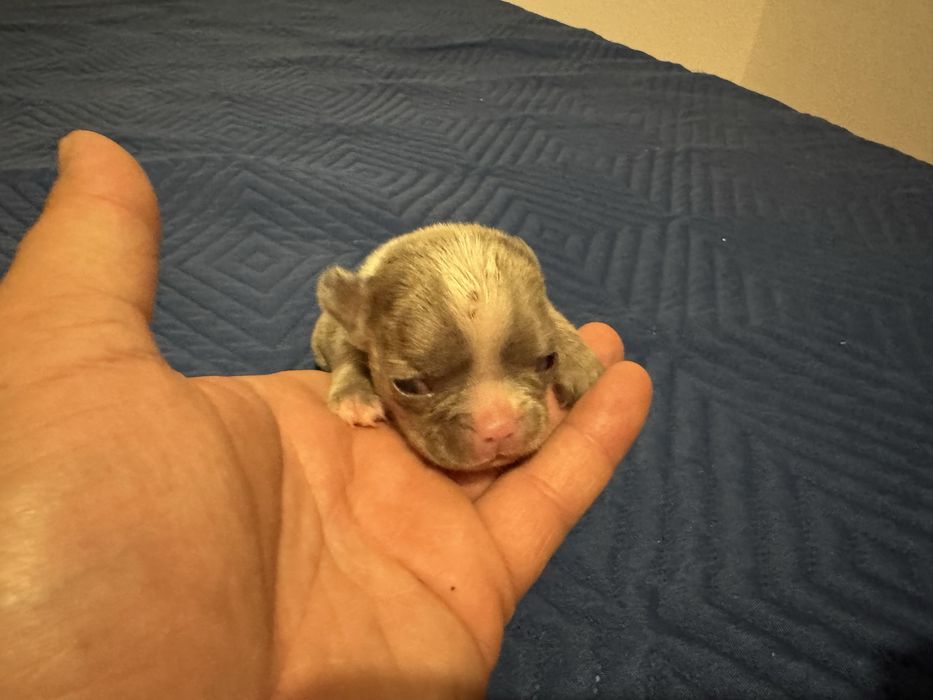 Buldogue frances