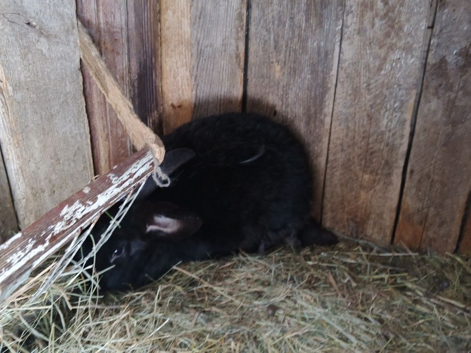 Продам тушки і живі  кролі