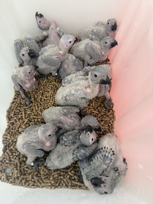 Papagaios cinzentos