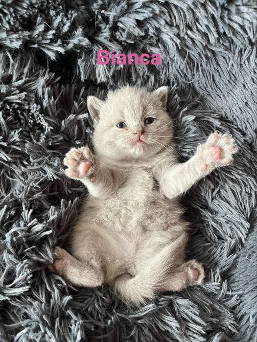 Kotka Brytyjska Liliowa. British Shorthair Lilac BRI  c.