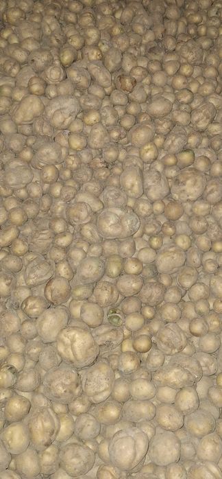 Ziemniaki drobne Vineta